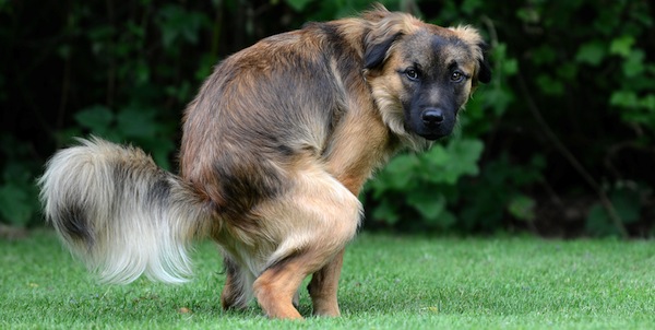 Dog in a fresh green yard